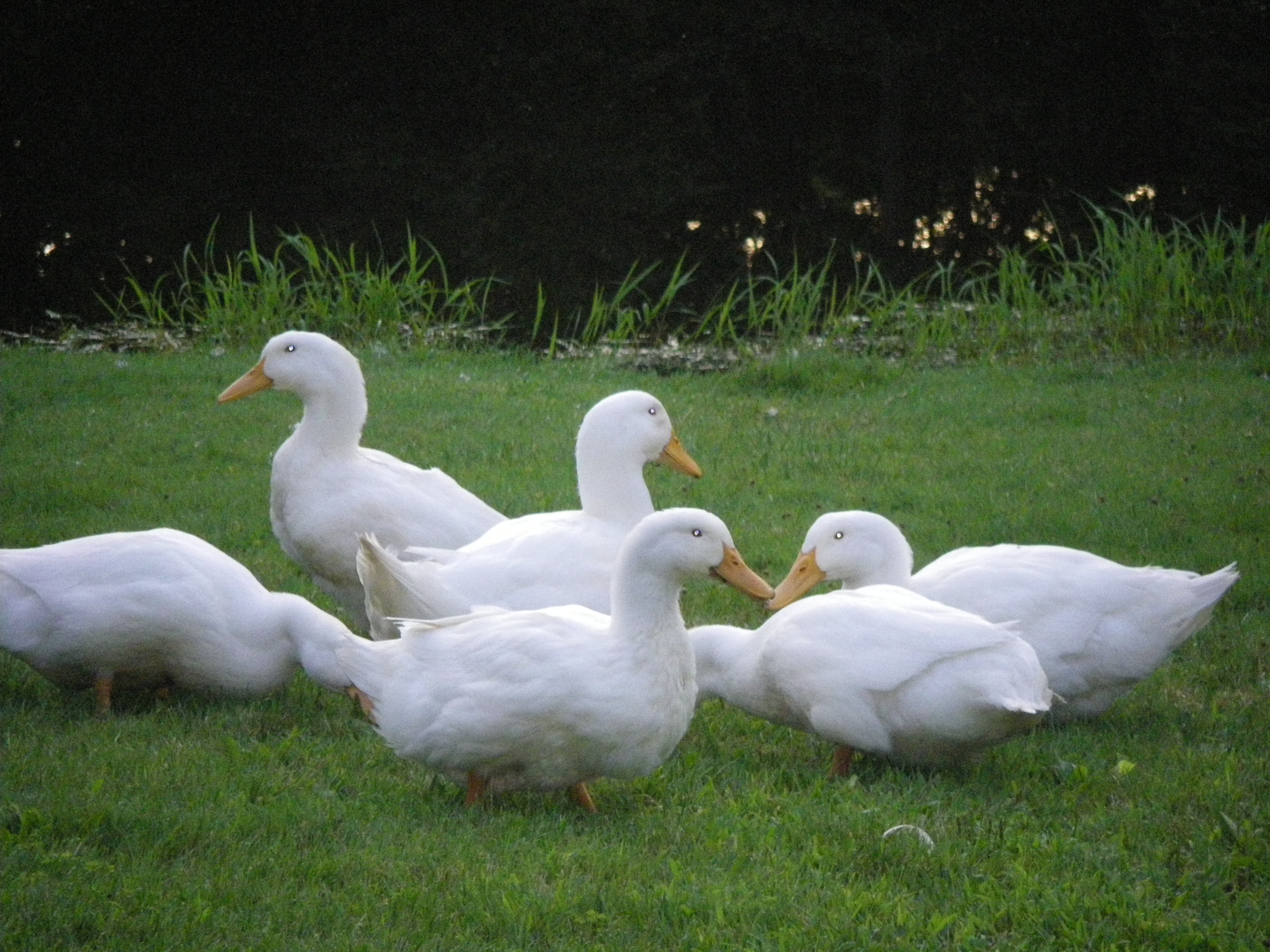 What do ducks do all day? | Communio